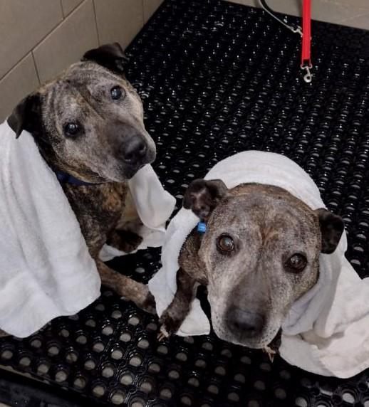 Norwich Evening News: Staffie Charlie, 12, and her daughter staffie cross Alma, 9, came into the care of the RSPCA Eau Brink Rehoming Centre in 2020 Norwich Evening News: Staffie Charlie, 12, and her daughter staffie cross Alma, 9, came into the care of the RSPCA Eau Brink Rehoming Centre in 2020