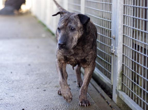 Norwich Evening News: Staffie Charlie, 12, came into the care of the RSPCA Eau Brink Rehoming Centre in 2020 Norwich Evening News: Staffie Charlie, 12, came into the care of the RSPCA Eau Brink Rehoming Centre in 2020