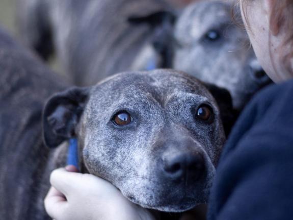 Norwich Evening News: Staffie cross Alma, 9, came into the care of the RSPCA Eau Brink Rehoming Centre in 2020 Norwich Evening News: Staffie cross Alma, 9, came into the care of the RSPCA Eau Brink Rehoming Centre in 2020