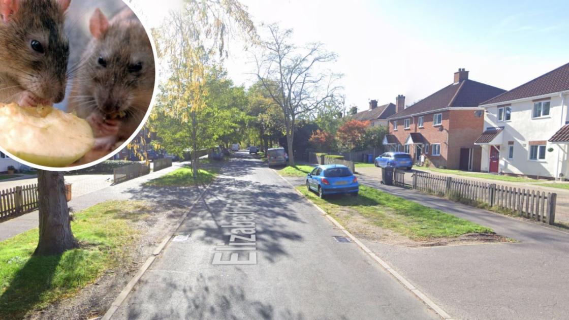 Norwich: Earlham couple catch 60 rats as home is invaded