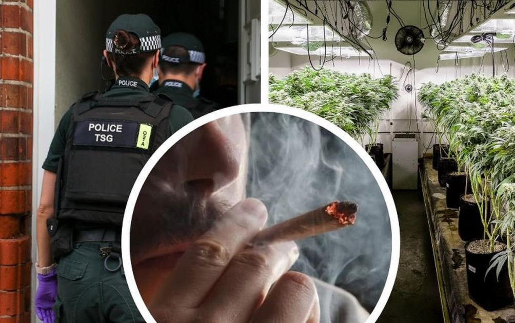Cannabis use fuels record surge in Norfolk drug seizures