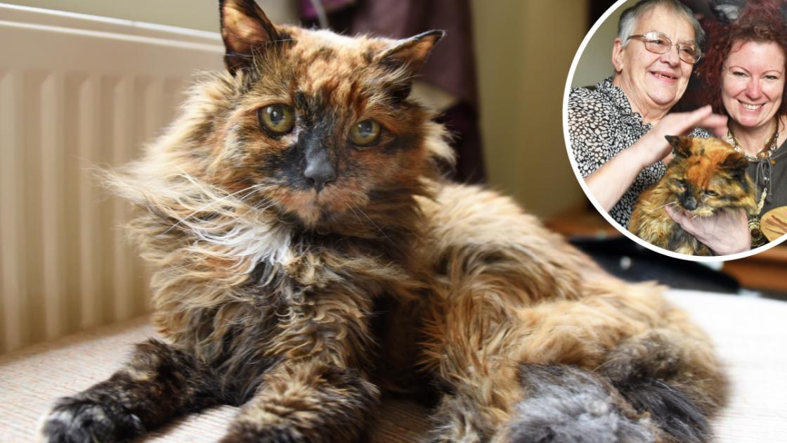 ‘Oldest cat’ in the UK celebrates 32nd birthday in Norwich