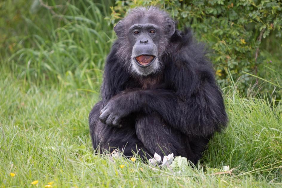 Zoo’s oldest chimp reaches grand old age of 50