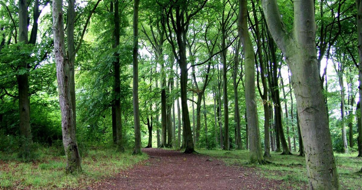 Poringland Woods to close for nearly two weeks in July 2023 - Vimarsana News