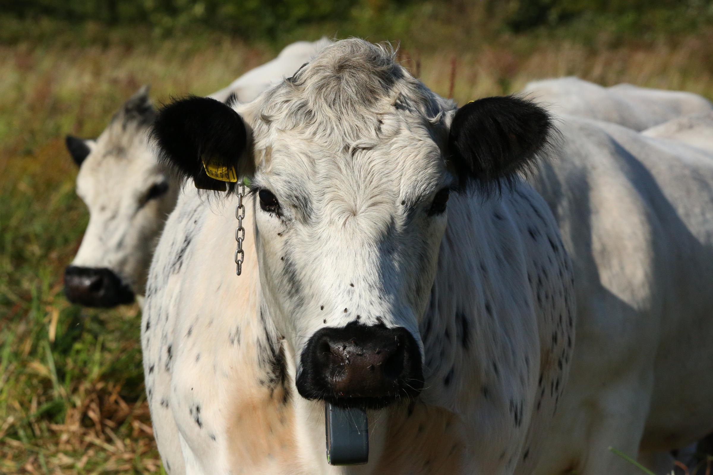 Norfolk Wildlife Trust reserve is grazed by hi-tech cows - Vimarsana News
