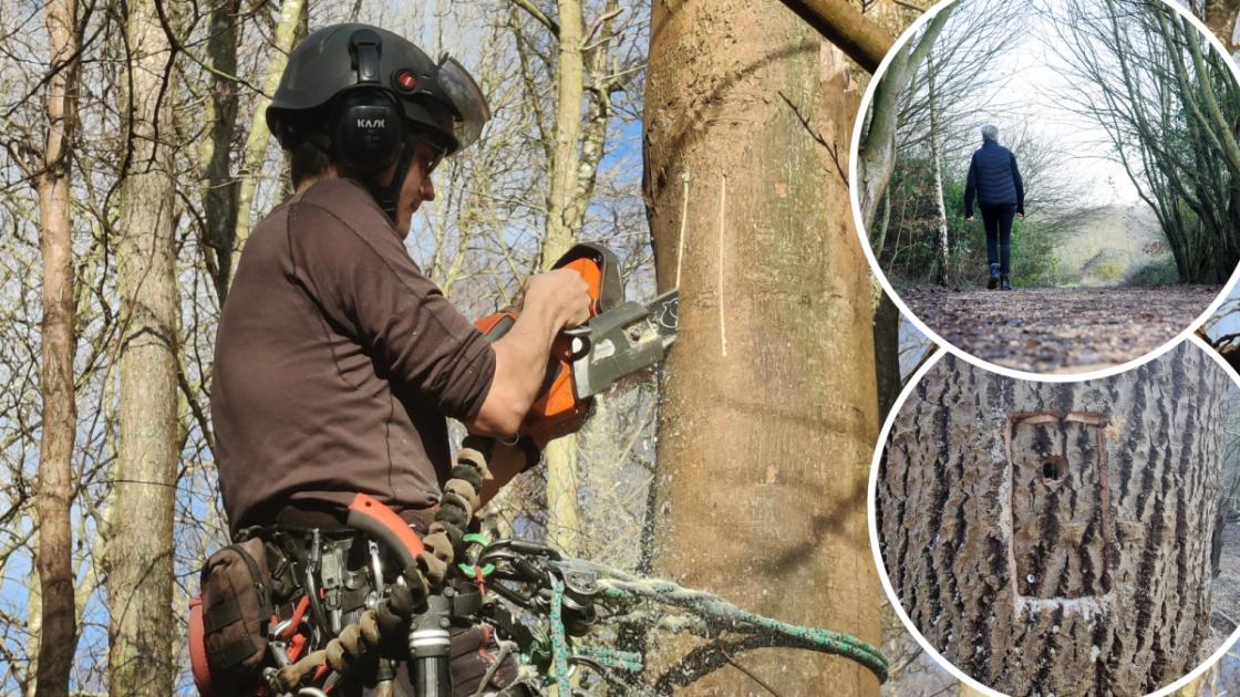 Queen's Hills Country Park trees damaged to boost wildlife 