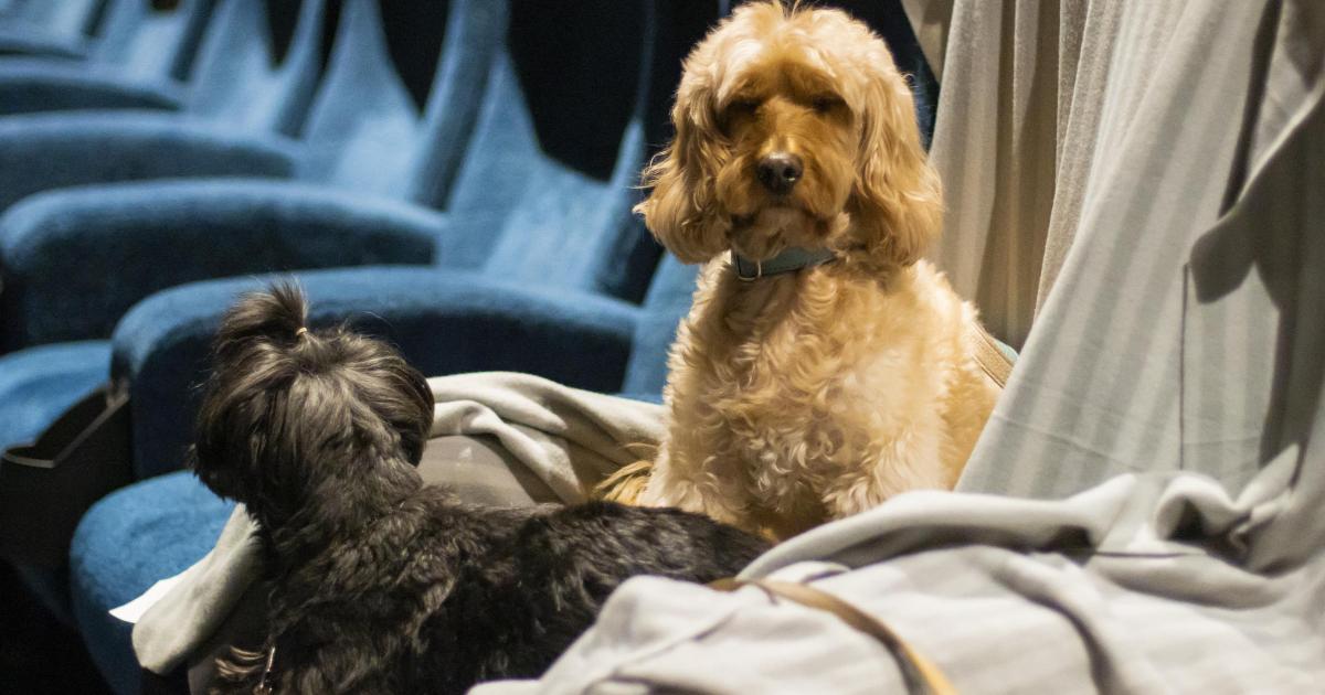 Cinema City Norwich announces dog-friendly screening - Vimarsana News