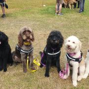 The All About Dogs Show is returning to the Norfolk Showground.