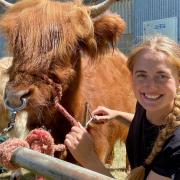 Izzi Rainey gives her highland cow Isla a comb ahead of the Royal Norfolk Show 2022.
