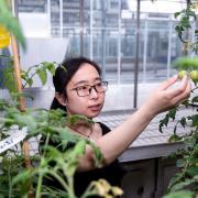 Dr Jie Li examines vitamin D-enriched tomatoes at the John Innes Centre in Norwich