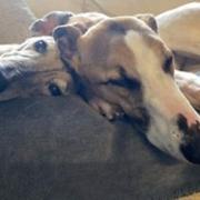 Terri (right) is looking for a new home.