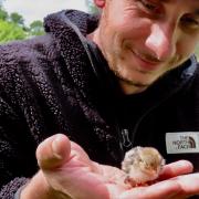 The rescued chick