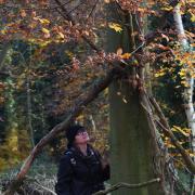 Weird Norfolk's Siofra Connor studies tree branches seemingly placed across a tree which could be a boundary marker, on her hunt for Bigfoot in Thetford Forest on the A1075, where the beast has been sighted. Picture: DENISE BRADLEY