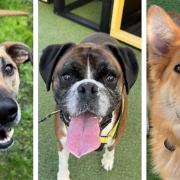 Dogs up for adoption at Dogs Trust rehoming centre in Snetterton.