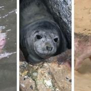 Here are six unusual animal rescues in Norfolk and Suffolk in 2021.