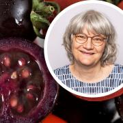 Prof Cathie Martin and her team at the John Innes Centre have developed genetically modified (GM) purple tomatoes with health-giving properties