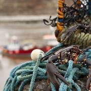 Live lobster in Staithes harbour