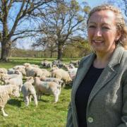 Camilla Darling with some of the rare breed sheep at Intwood Farm, where she runs a new specialist butchery launched during lockdown