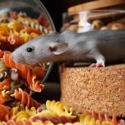Rats and mice are persistent scavengers. If you notice dry food items missing from your kitchen - they may be responsible.