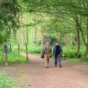 Burlingham Woodland Walks which has a variety of routes for all abilities Picture: Denise Bradley