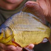 The glorious crucian carp in all its wonderment