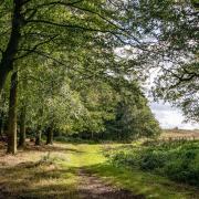 The Great Wood, Blickling