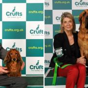 Robin the miniature Dachshund (L) with owner Roy Wood and Bertie the Bloodhound (R) with owner Tina Howie have won awards at Crufts 2023
