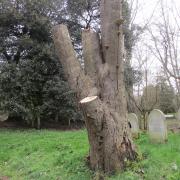 A beech tree recently felled in Earlham Cemetery