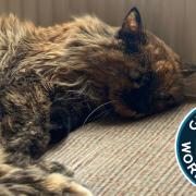 Norwich cat Rosie could be a Guinness World Records breaker!