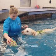 Doggy Paddle Norwich allows owners to hop in the water and make a splash with their dog