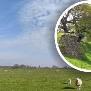 A sheep has choked to death on a bag of dog poo at Caistor Roman Town