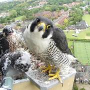 The Norwich Cathedral webcam to monitor the peregrine falcons has proved popular in recent years