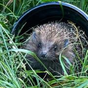Jessica the hedgehog has been released after her ordeal