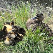 The brood of ducklings were run over in Salhouse
