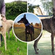 A number of greyhounds are up for adoption with Norfolk Greyhound Rescue