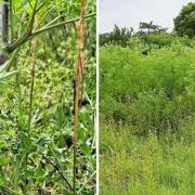 Hemlock has been spotted growing in Shotesham
