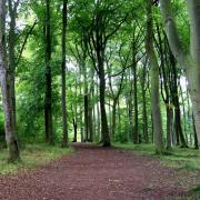 A popular walking wood will be closed for two weeks