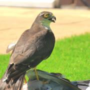 The Sparrowhawk landed outside Matthew Cornish's home with its kill