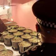 A man has been charged after a cannabis factory was found in Norwich