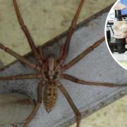 Massive spiders are entering homes - but just to find a mate