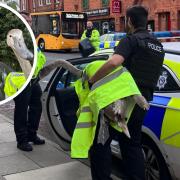 The swan being picked up by police