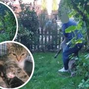 Kiwi the cat was killed in a dog attack in Norwich