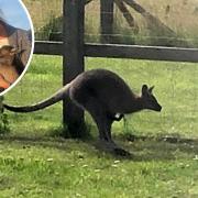 A family's beloved wallaby, Sheila, is missing from their home in Keswick