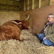 Sandi Lowe with Rose, the Highland cow she saved from slaughter, at her new home Hillside Animal Sanctuary