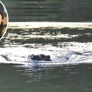 Commuters were pleased to get the chance to spot the otter hunting