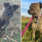 Norwich dogs, Penny and Dollar, were found in the bushes of Romania and are now looking for new homes
