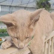 Loki commutes to Wymondham Garden Centre every day and has become a favourite among customers