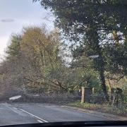 A fallen tree blocked a road in Sprowston
