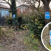 Blue notices have been appearing on trees near Norwich Castle in recent days
