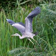 A Grey Heron, known locally as a 'harnser'